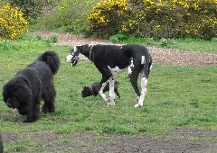 lola at the dogpark_0.JPG